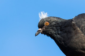 Juvenile Pigeon portrait