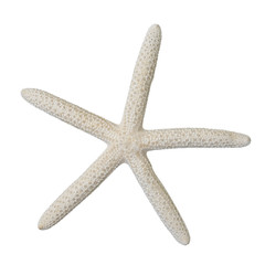 WHITE STARFISH ISOLATED ON WHITE BACKGROUND