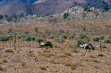 Emus seen on the Moralana Scenic Drive, Flinders' Ranges, SA, Australia
