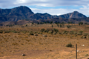 Emus seen on the Moralana Scenic Drive, Flinders' Ranges, SA, Australia