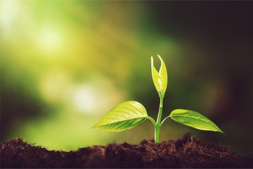 Growth of new life on  background