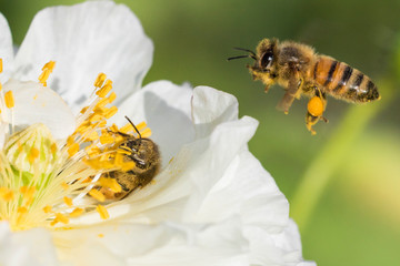 honey bee in poppy flower