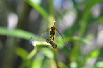 Libélula