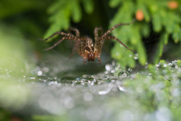Funnel Weaver Spider in dew