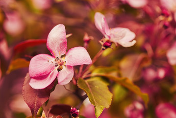 Fototapeta na wymiar Photo of apple blossom. Spring, sunshine, happiness