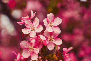 Obraz premium Photo of apple blossom. Spring, sunshine, happiness