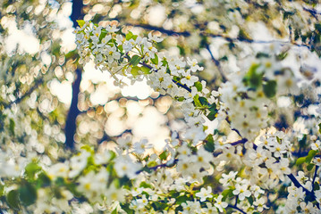 Photo of apple blossom. Spring, sunshine, happiness