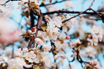 Photo of apple blossom. Spring, sunshine, happiness