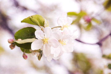 Photo of apple blossom. Spring, sunshine, happiness