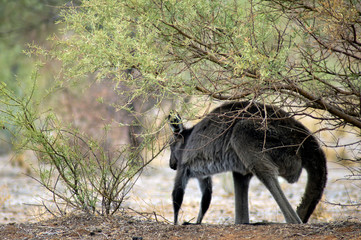 Kangaroo (or Wallaroo) seen along Moralana Scenic Drive, Flinders' Ranges, SA, Australia