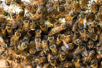 swarm of bees background