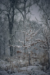 Two small snow covered sapling oak trees stand together in a snowstorm in front of old snow covered trees