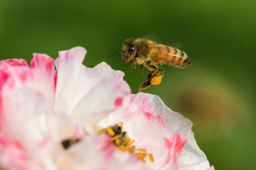 Bees in poppy flower