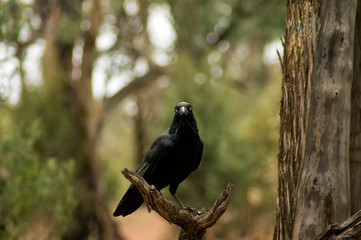 Raven, Wilpena Pound, Flinders Ranges, SA, Australia