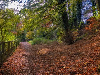 Sea of leaves