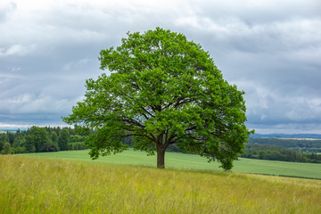 Fototapeta na wymiar Solitary oak tree on green meadow. Can be used as conceptual image