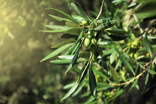 Olive branch close up