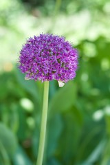 ALLIUM GIGANTEUM / GIANT LEEK