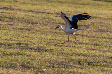 Obraz na płótnie Canvas white stork in summer