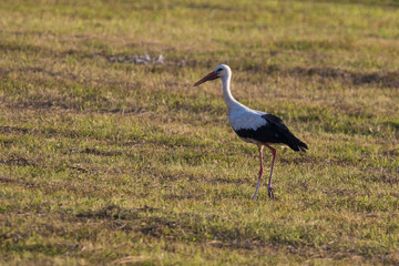 white stork in summer