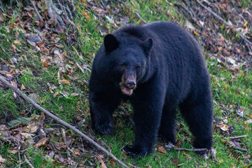 Fototapeta na wymiar Black bear growling near forest edge in Sterling, Alaska