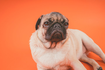 Funny pug puppy, on orange background. Pug posing for the camera.
