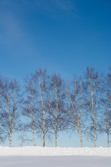 冬の青空とシラカバ並木　美瑛町

