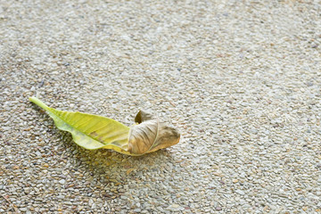 A LEAF ON GRAVEL CONCRETE (The Image Has Shallow Depth Of Field)