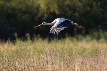 Obraz premium white stork in summer