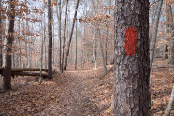 Obraz premium RED PAINT TRAIL MARKING ON A TREE / DIRECTION FOR HIKERS AND TREKKERS / PRINCE WILLIAM FOREST PARK VIRGINIA USA