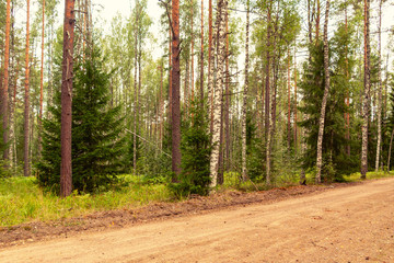 Beautiful mixed forest on a summer day