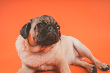 Funny pug puppy, on orange background. Pug posing for the camera.