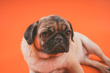 Funny pug puppy, on orange background. Pug posing for the camera.