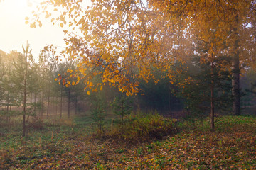 Fog in the autumn forest at sunrise, autumn background