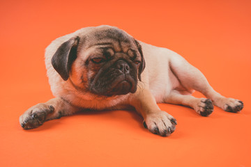 Funny pug puppy, on orange background. Pug posing for the camera.