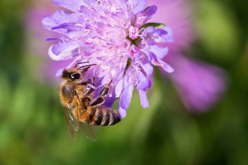 Honey bee in Pincushion flower - Scabiosa triandra