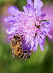 Honey bee in Pincushion flower - Scabiosa triandra