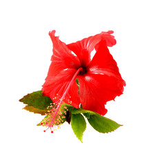 Red Hibiscus flower isolated on white background