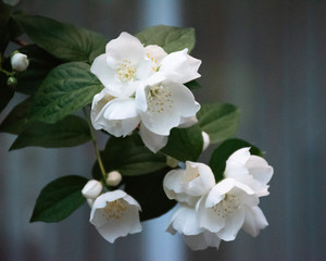 Moody white mock orange blossoms