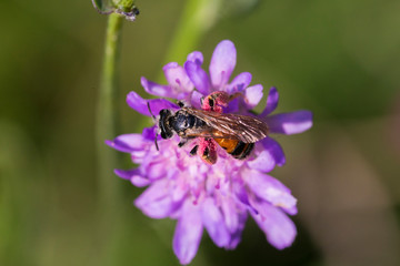 Honey bee in Pincushion flower - Scabiosa triandra