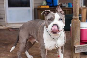 Pit bull gray and white multi color eyes on country porch licking lips