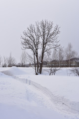 雪景色の中の一本木