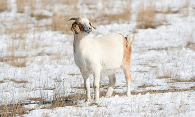 Domesticated, Curious, & Charismatic Goat (Capra aegagrus hircus) Browsing in a Field and Enjoying the Sunshine After a Huge Snow Storm in Colorado