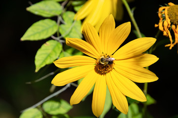 Bee on a daisy