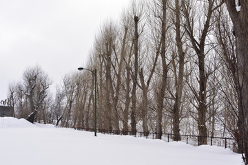 並木と雪景色