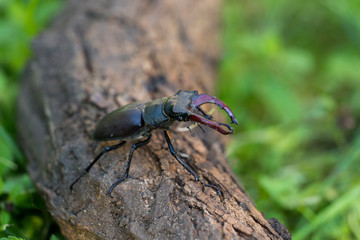 Lucanus cervus is the best-known species of stag beetle