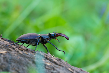 Lucanus cervus is the best-known species of stag beetle