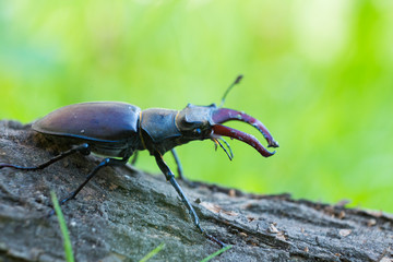 Lucanus cervus is the best-known species of stag beetle