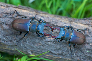 Lucanus cervus is the best-known species of stag beetle fight