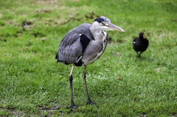 Common heron in a park
